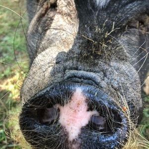 Meet your Posher, Ashby